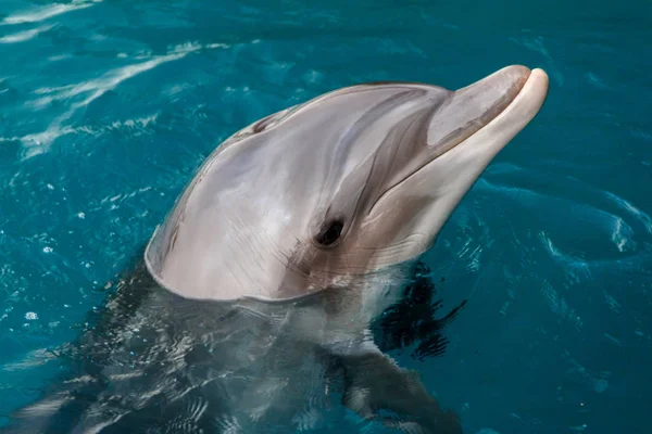 Йонг Буттленоз Дельфин Плавает Красном Море Рядом Пляжем Мелководье — стоковое фото