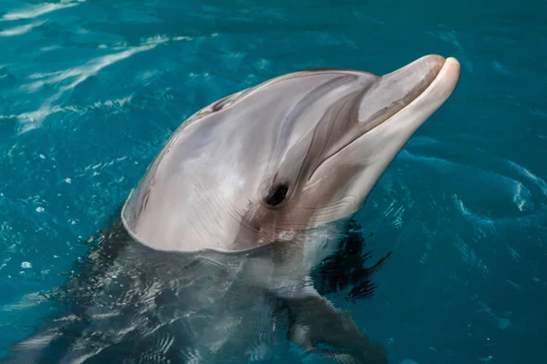 Yong Dauphin Bottlenose Nage Dans Mer Rouge Près Plage Sur — Photo