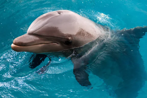 Yong Bottlenose Dolfijn Zwemt Rode Zee Bij Het Strand Shellow — Stockfoto
