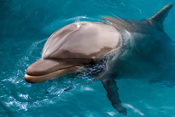 Yong Dauphin Bottlenose Nage Dans Mer Rouge Près Plage Sur — Photo