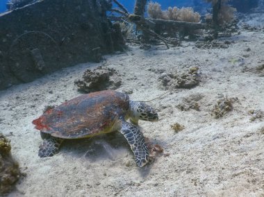 Kızıl deniz dibinin üzerinde hawksbill kaplumbağa ile dalış
