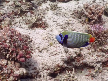 Balık ve mercan sualtı mercan dünyada kızıl denizde dalış