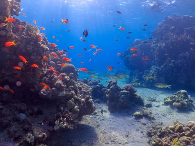 Balık ve mercan sualtı mercan dünyada kızıl denizde dalış