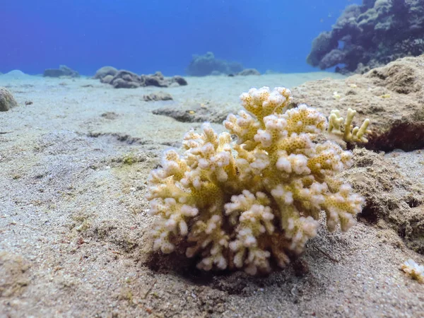 Tauchen Unterwasser Korallenriffwelt Roten Meer Mit Fischen Und Korallen — Stockfoto