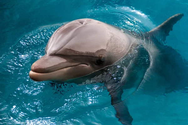 Yong Bottlenose Dolfijn Zwemt Rode Zee Bij Het Strand Shellow — Stockfoto