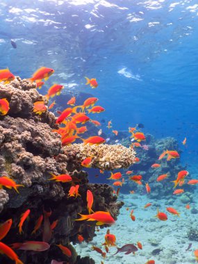 Balık ve mercan sualtı mercan dünyada kızıl denizde dalış