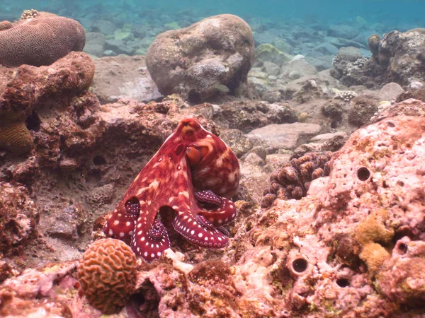 Pulpo Buceo Mundo Los Arrecifes Coral Bajo Agua Mar Rojo — Foto de Stock