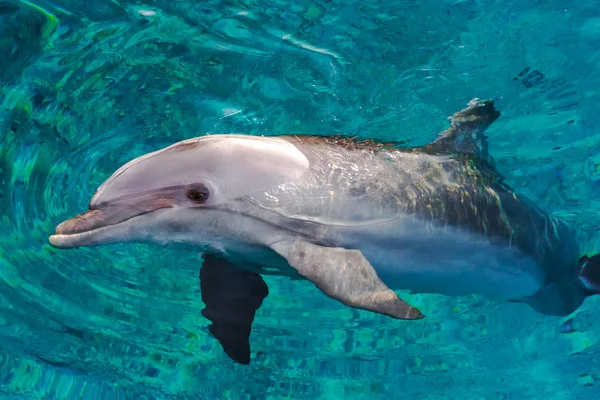 Yong Dauphin Bottlenose Nage Dans Mer Rouge Près Plage Sur — Photo