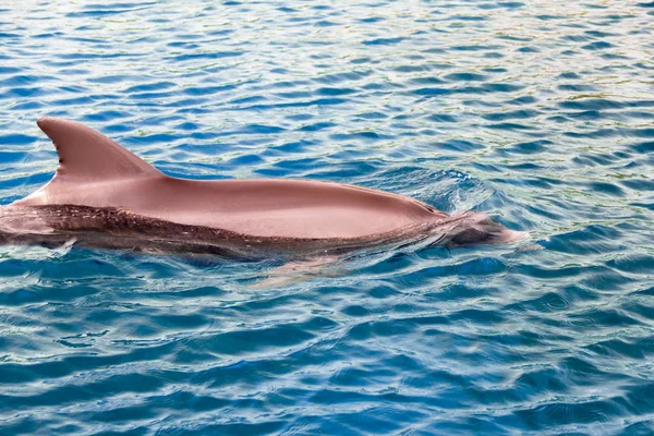 Yong Bottlenose Dolfijn Zwemt Rode Zee Bij Het Strand Shellow — Stockfoto