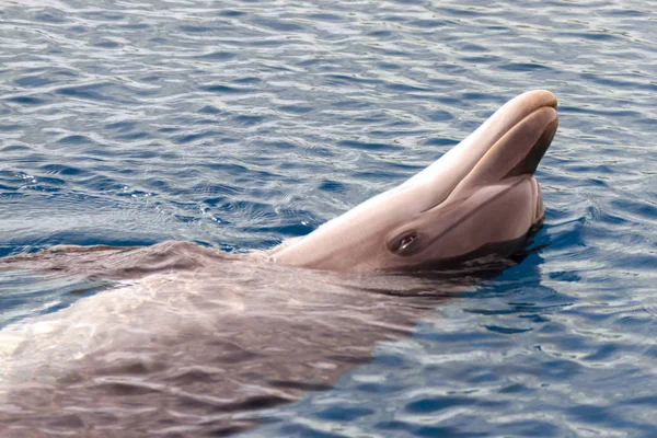 Yong Bottlenose Dolfijn Zwemt Rode Zee Bij Het Strand Shellow — Stockfoto