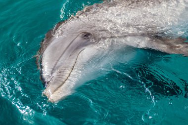 Yong Şişe Burunlu yunus, kumsalın yakınındaki kızıl denizde yüzüyor.