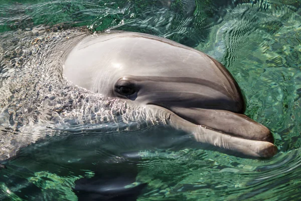 Йонг Буттленоз Дельфин Плавает Красном Море Рядом Пляжем Мелководье — стоковое фото