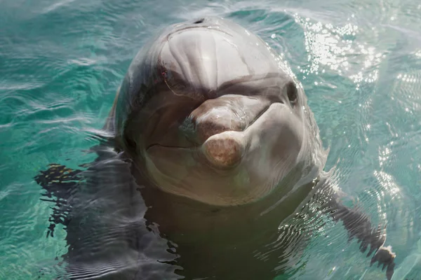 Yong Dauphin Bottlenose Nage Dans Mer Rouge Près Plage Sur — Photo