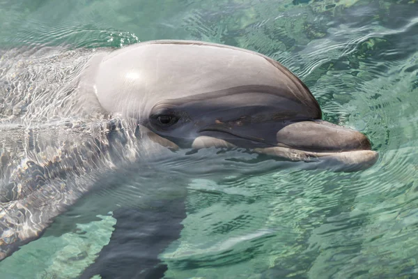 Yong Bottlenose Dolfijn Zwemt Rode Zee Bij Het Strand Shellow — Stockfoto