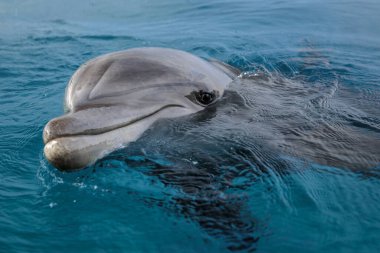 Yong Şişe Burunlu yunus, kumsalın yakınındaki kızıl denizde yüzüyor.