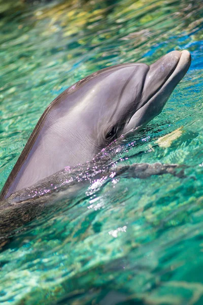 Yong Bottlenose Dolfijn Zwemt Rode Zee Bij Het Strand Shellow — Stockfoto