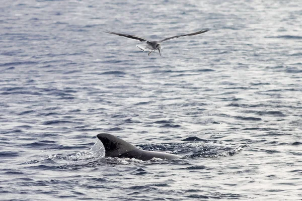 The yong Bottlenose dolphin is hunting with seagull in red sea near the beach on shellow water