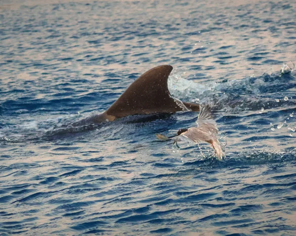The yong Bottlenose dolphin is hunting with seagull in red sea near the beach on shellow water