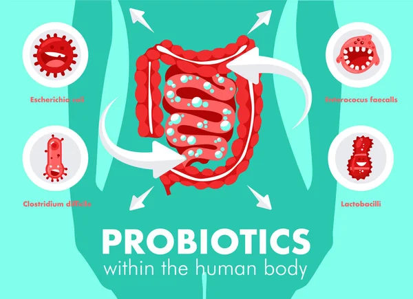 Probiotiques dans le corps humain — Image vectorielle