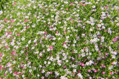 Bahçede güzel bir çigila çiçeği, bebek nefesli çingene (Gypéla paniculata L.) çiçek açıyor. Üst görünüm.