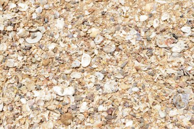 Sahilde kırılan küçük mercanlar, kabuklar ve kumlar olan doğal doku.