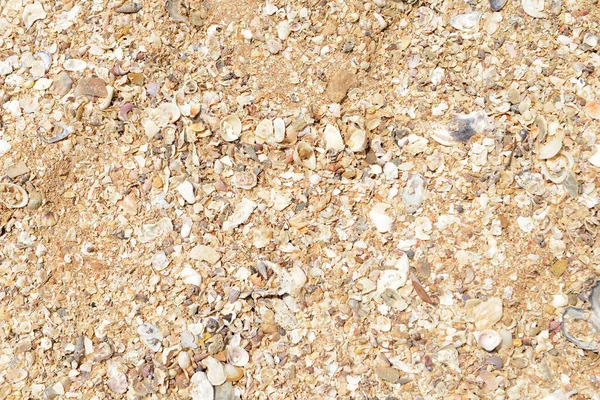 Natural Texture Many Small Broken Corals Shells Sand Beach — Stock Photo, Image