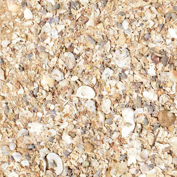 Natural Texture Many Small Broken Corals Shells Sand Beach — Stock Photo, Image