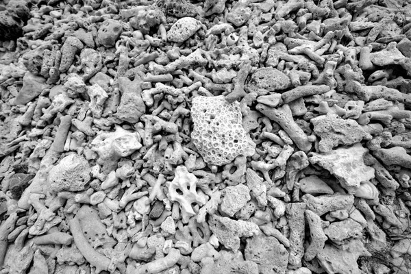 Corals stones shells sticks and sand on the beach of tropical island. black and whit