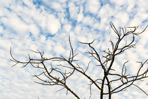 Droge Bomen Blauwe Lucht Met Witte Pluizige Wolk — Stockfoto