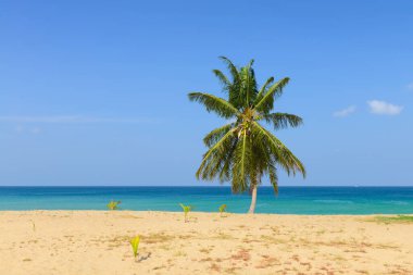 Hindistan cevizi palmiye ağaçları ve mavi gökyüzü ile tropik plaj Karon plajı Phuket, Tayland 