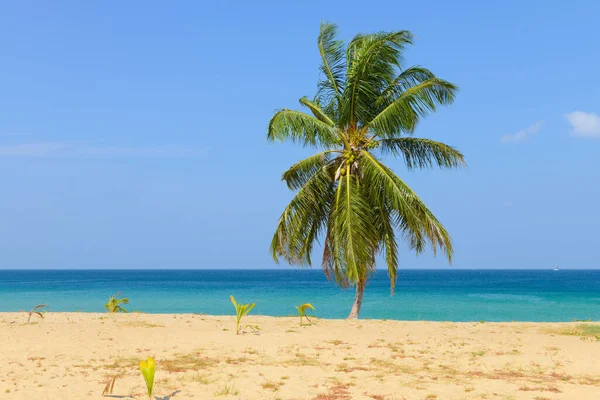 Praia Tropical Com Coqueiros Céu Azul Praia Karon Phuket Tailândia — Fotografia de Stock