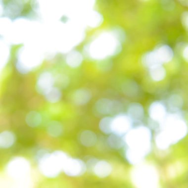 Parlak güneş ışığı doğal yeşil yapraklar Bokeh, soyut bulanık arka grup