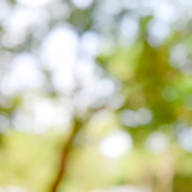 Parlak güneş ışığı doğal yeşil yapraklar Bokeh, soyut bulanık arka grup