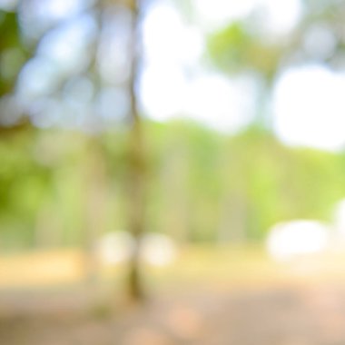 Parlak güneş ışığı doğal yeşil yapraklar Bokeh, soyut bulanık arka grup