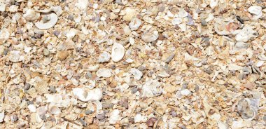 Sahilde kırılan küçük mercanlar, kabuklar ve kumlar olan doğal doku.