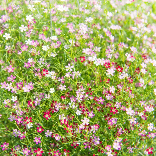 Прекрасна Квітка Цигофіли Гіпсофіла Gypsophila Paniculata Квітуча Саду Вид Зверху — стокове фото