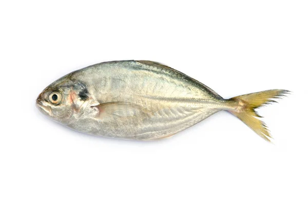 Gul Svans Scad Fisk Decapterus Fisk Vit Bakgrund — Stockfoto