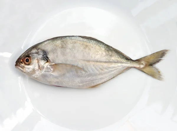 Yellow Tail Scad Fisch Decapterus Fisch Auf Weißem Teller — Stockfoto