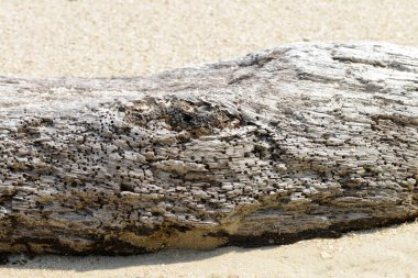 Sahildeki Driftwood 'a yaklaş. 