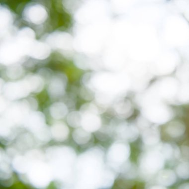 Parlak güneş ışığı doğal yeşil yapraklar Bokeh, soyut bulanık arka grup