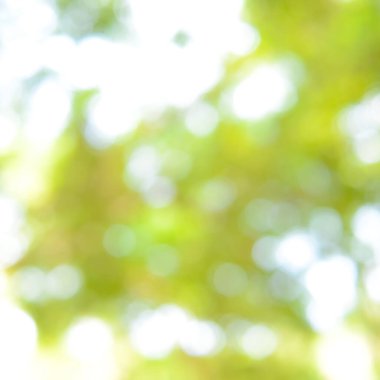 Parlak güneş ışığı doğal yeşil yapraklar Bokeh, soyut bulanık arka grup