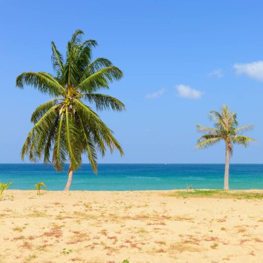 Hindistan cevizi palmiye ağaçları ve mavi gökyüzü ile tropik plaj Karon plajı Phuket, Tayland 