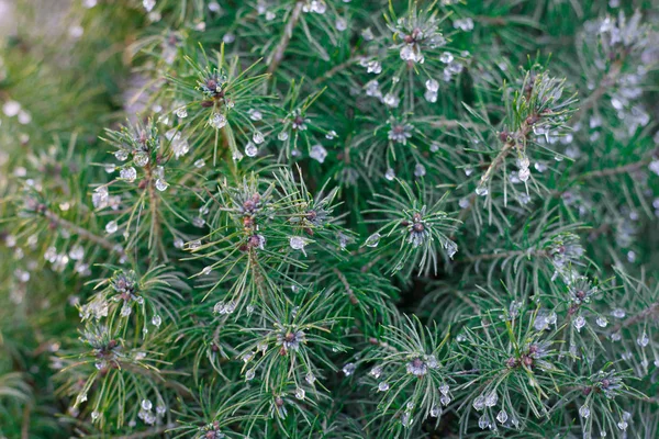 Green spruce branches with rain droplets