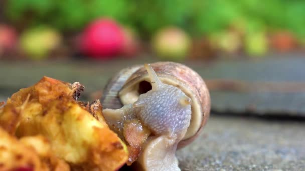 Snail Apple While Eating Concrete Front View Close Fruits Background — Stock Video