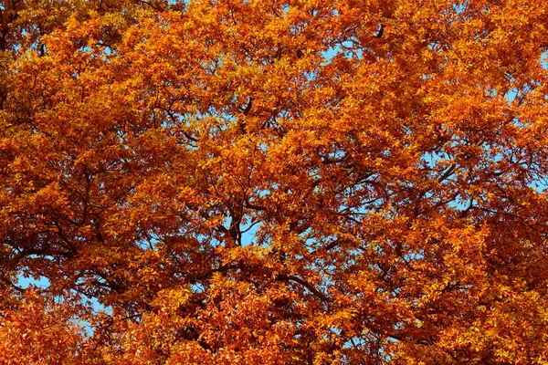 Feuillage d'automne, ciel bleu en arrière-plan . — Photo