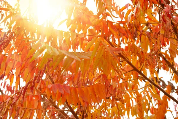 Klipp blad staghorn sumac på hösten. — Stockfoto