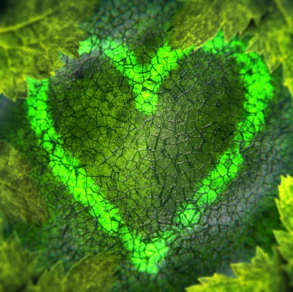 Nature Background Heart Glowing Leaf Cells — Stock Photo, Image