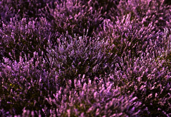 Close Campo Lavanda Pôr Sol — Fotografia de Stock