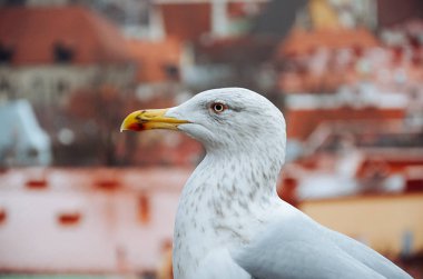 Estonya. Tallinn. Tallinn Vyshhorod gözlem güverte üzerinde kuş martı. 2 Ocak 2018