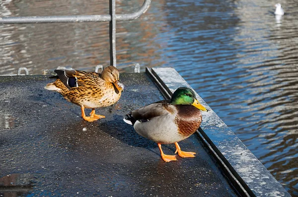 Alemanha Hamburgo Pássaros Nas Ruas Hamburgo Fevereiro 2018 — Fotografia de Stock